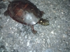 parkers-turtle